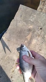 рыбалка на плотву, отпускаю рыбу, fishing in the river