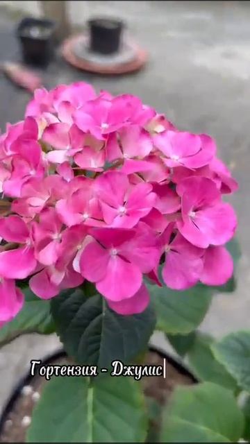Джулиса 27.03.25#гортензия #garden #рекомендации #размножени?