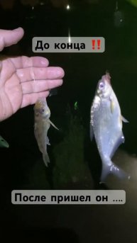 #ерш#густера#лещ#ночнаярыбалка#ночь#fishing#фидер#feeder#мос?