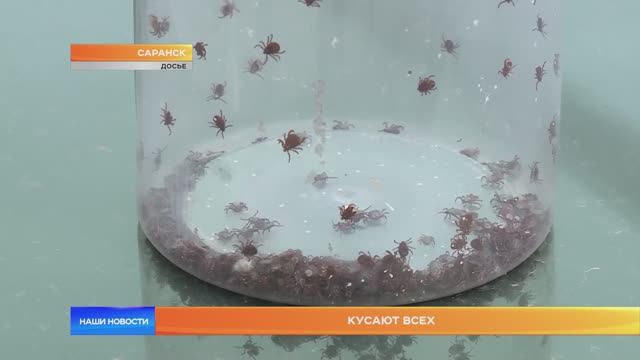 Кусают всех