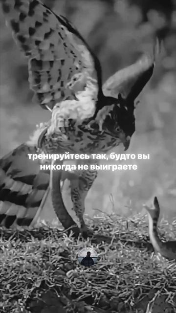 Только так побеждают! Tg - @About_life_leon #саморазвитие #motivation #успех #бизнес