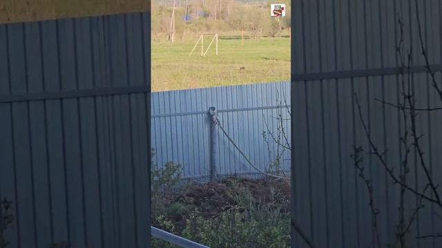 Ребята ждут Алика и Рыжика с прогулки домой 🌞🏡❤️🐈⬛🐈