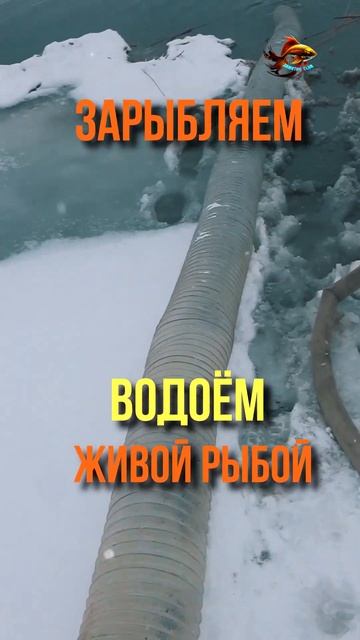 Какая короткая прозрачная дорожка Из трубы в озеро Ры?