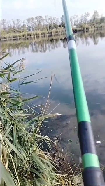 Ловля хищника на живца в Краснодарском крае 🎣👍👍👍?