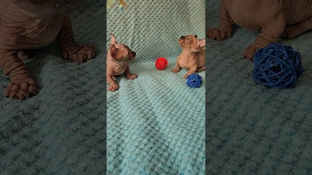 котята двэльфы(девочка+мальчик)