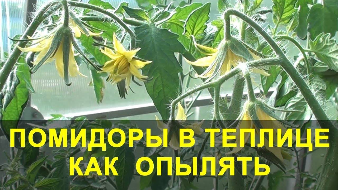 ПОМИДОРЫ В ТЕПЛИЦЕ. как Опылять и что Делать если НЕТ ЗАВЯЗИ