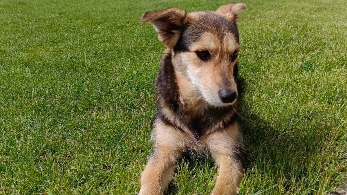 Лилу ищет дом и семью