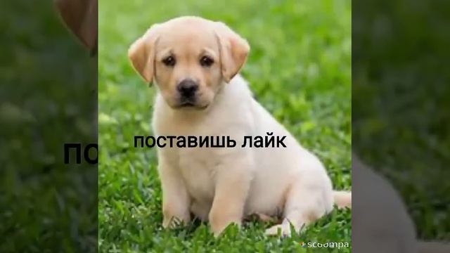 твоя собака если ты... #собака #dog #актив