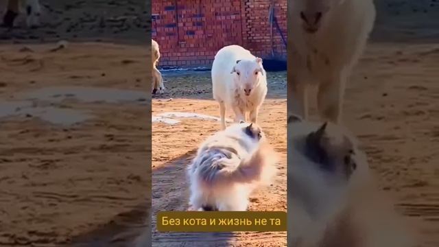 коты защитники