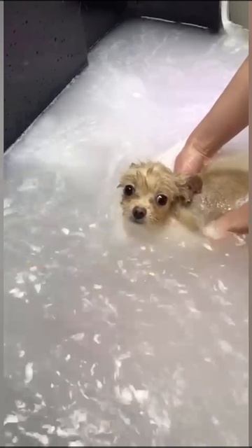 Жорик 🐕