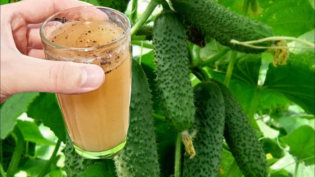 🥄🌿 СРОЧНО ДАЙТЕ ОГУРЦАМ ВСЕГО 1 ЛОЖКУ СРЕДСТВА ПРОТИВ ПОЖЕЛТЕНИЯ И СОБИРАЙТЕ ТОННЫ ОГУРЦОВ