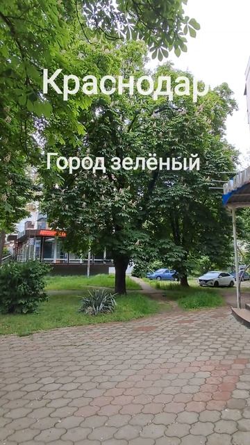 Краснодар зелёный город