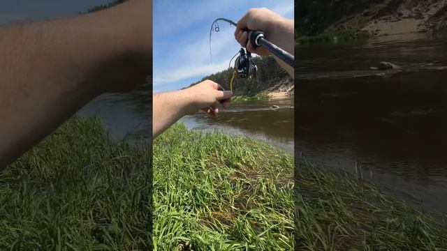 Щука Неман #fishing #гродно #неман #рыбалка #спиннинг #щука