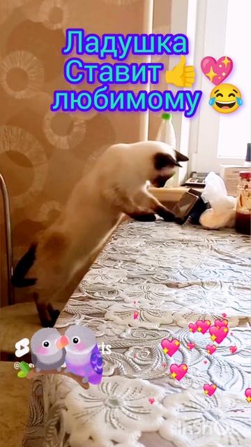 #смешныекоты 🐱💖#кошка Ладушка🐱ставит👍любимому 😂 #shorts #котики #прикольные #тайская кошка