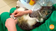 Как постричь когти коту. Доброе утро. Фрагмент выпуска от 13.05.2025