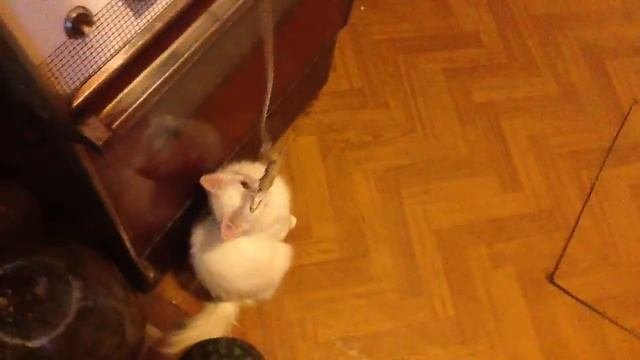 Игра с котами от 21.11.11.