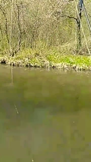 мормышинг 02/24 - река Каменка - 30.04.24