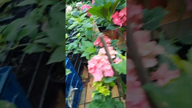 ГОРТЕНЗИЯ МЕТЕЛЬЧАТАЯ