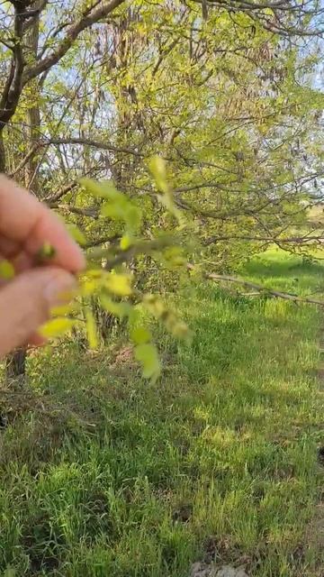 5 мая, состояние акации, центральная Кубань #пасека #пч?