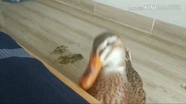 А кто это сделал? Утка парасютка, вот оно доброе утро, утро начинается не с кофе😆 Нячанг, Вьетнам