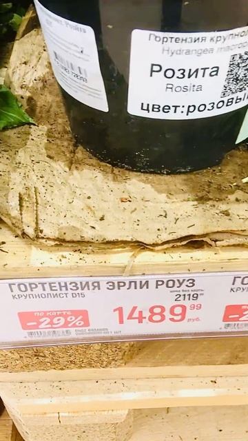 🍃2185🍃Гортензия в ,,Глобусе’’