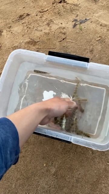 Что такое спортивный окунь?😁 #fishing #рыбалка