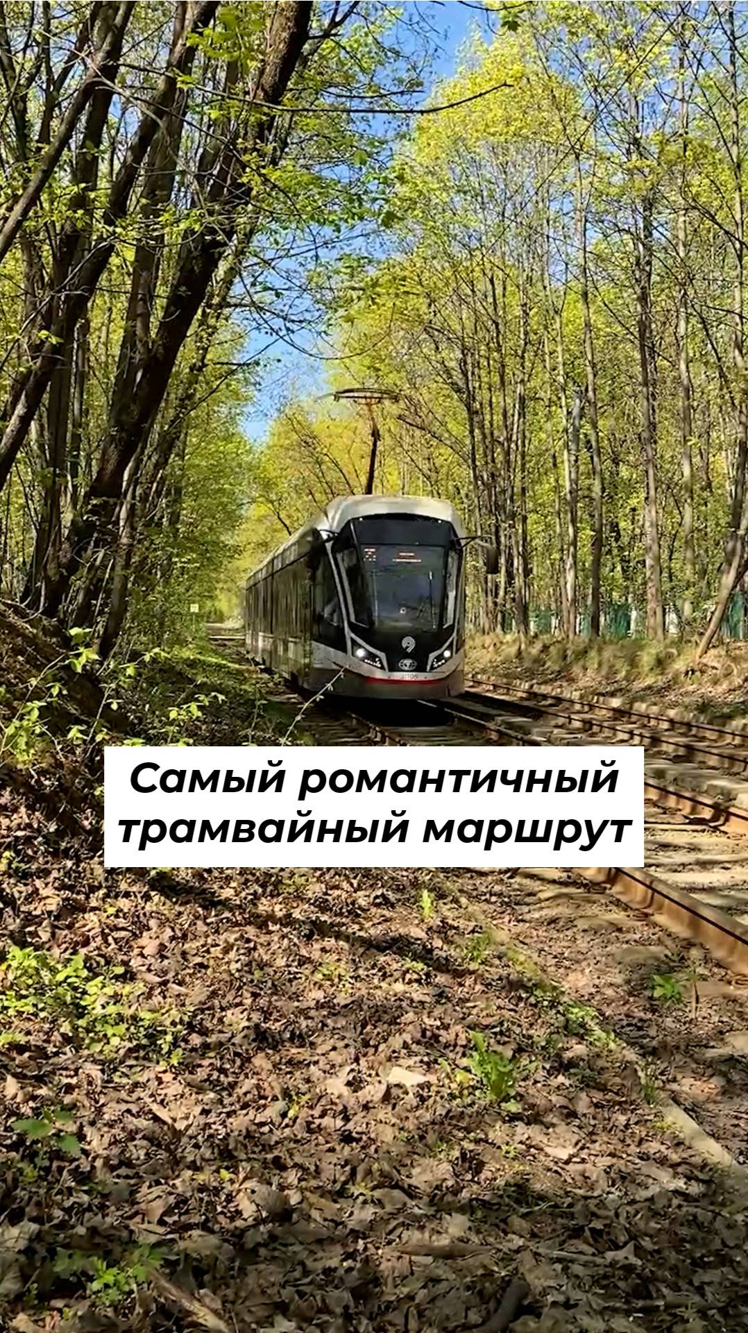 На трамвае по коридору из деревьев #shorts