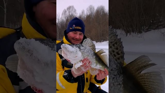 Хроника ловли судака- Лесник отличился!