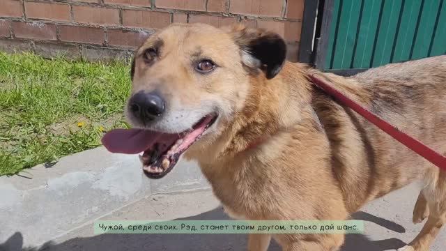 Рэд ищет дом. Москва
