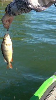 Приличный окунек на JACKALL DIVING CHUBBY #fishing