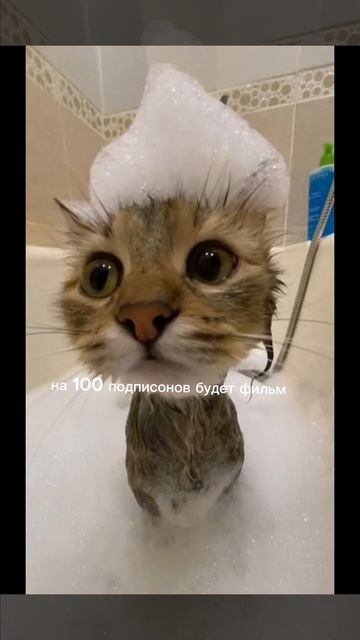 котики!