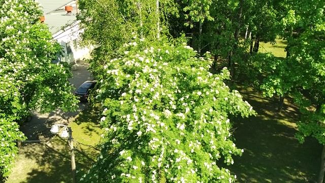 Рябина цветет, 8 июня 2023.