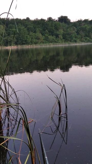 утро рыбалка)