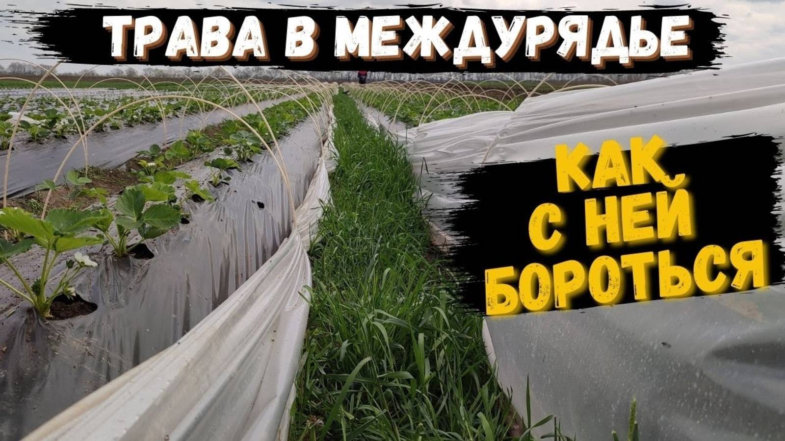 Трава в междурядье, как с ней бороться.