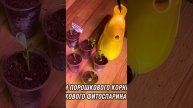 Фитоспарин и корневин универсальные удобрения для вс?