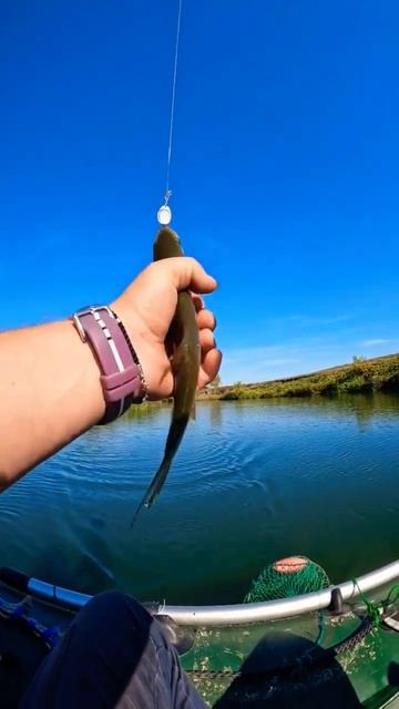 Жерешок #fishing #russiafishing #жерех #спиннинг