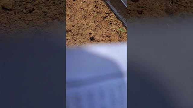 Посажу вот такую рукколу, кинзу, щавель.