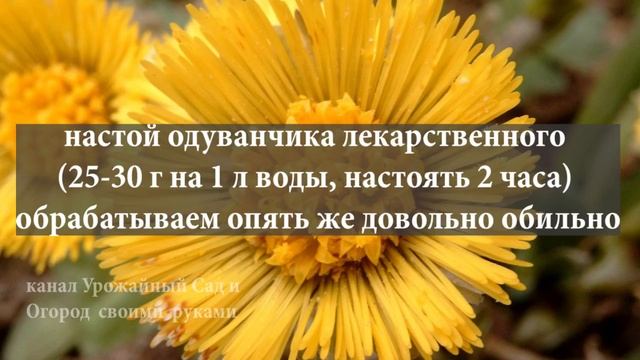 Узнаем, чем обработать томаты, огурцы, лук, клубнику, от паутинного клеща, луковой мухи, тли, три...