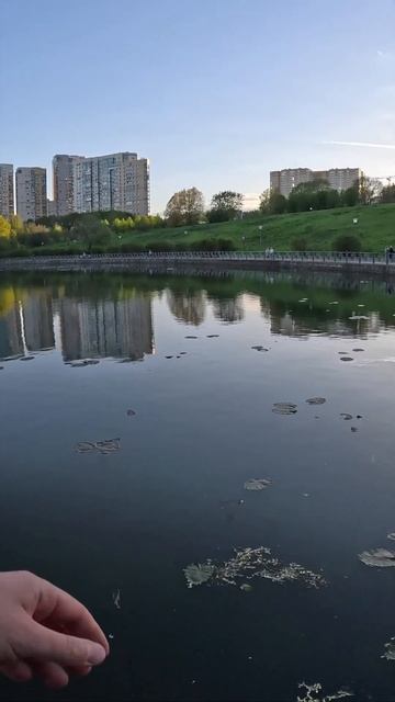 Мормышинг: магия фиолетового! #fishing  #спиннинг #мормыши?