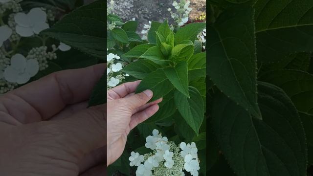 Метельчатая гортензия Эрли Сенсешен.