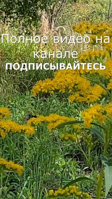Шмель наслаждается последними деньками бабего лета #Б