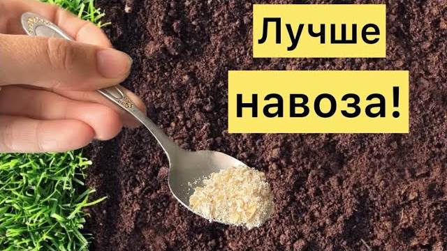 🥄🌱 1 ЛОЖКА НА ВЕДРО ВОДЫ — И УСТАЛАЯ ЗЕМЛЯ БУДЕТ ПЛОДОРОДНЕЕ ЧЕРНОЗЕМА! 🌱🥄