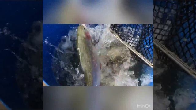 Форель. Савельево-2. Рыбалка.