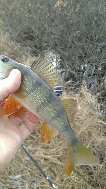 РЫБАЛКА на ПОПЛАВОЧНУЮ УДОЧКУ 🐟🎣 природа 🌲🌀🏡 отд