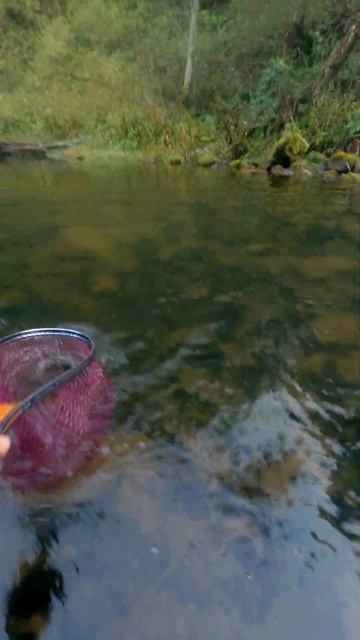 БОЛЬШАЯ ФОРЕЛЬ на самодельный спиннинг #shorts #fishing