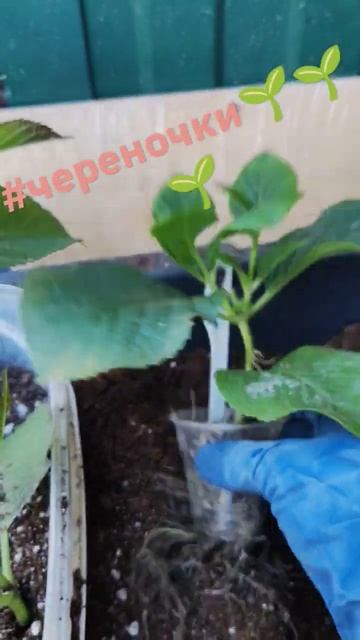 Пересадка укоренненых черенков