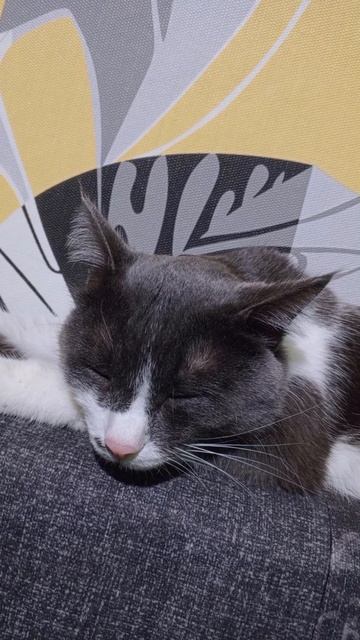 😺🩶