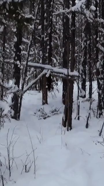 Кулёмка на соболя. Осенняя охота.