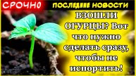 ВЗОШЛИ ОГУРЦЫ? Вот что нужно сделать сразу, чтобы не испортить рассаду огурцов