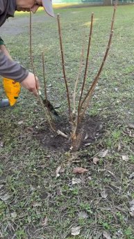 Весеннее удобрение сада #сад #дача#garden#